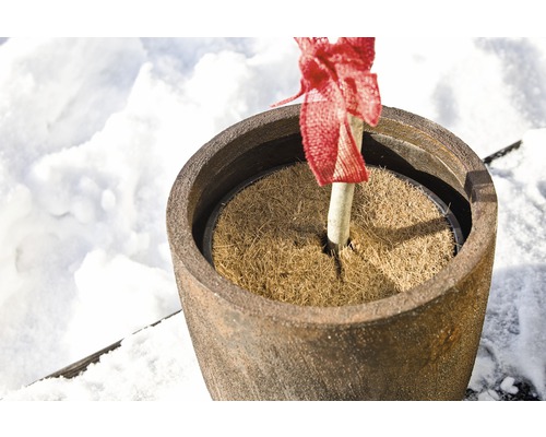 Blumentopf mit Kokosmatte und Baumsetzling im Schnee