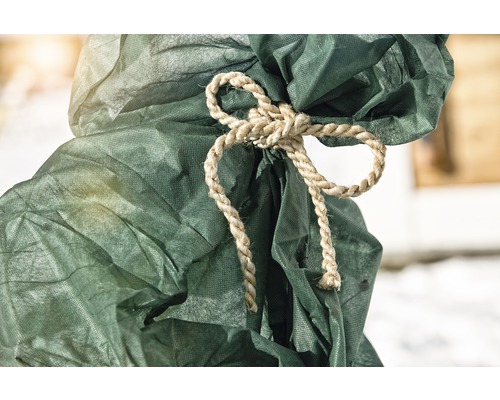 Nahaufnahme einer Pflanze mit einer grünen Schutzhülle, die mit einem Seil zusammengebunden ist.