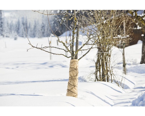 Baumstamm mit Winterschutz im Schnee
