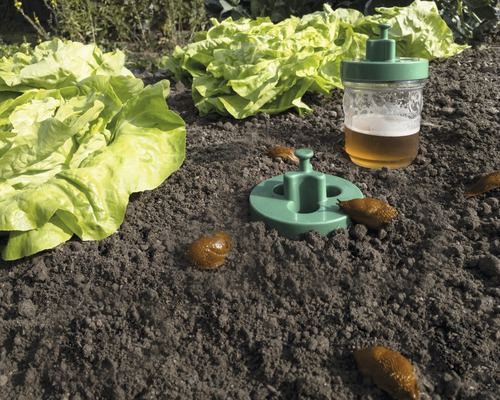 Schneckenfalle im Gemüsebeet mit Salat und Schnecken