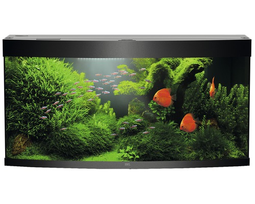 Aquarium mit Fischen und Pflanzen