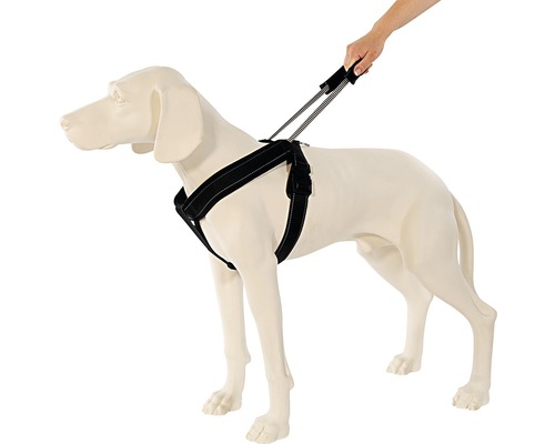 Hund mit schwarzem Hundegeschirr und Leine
