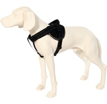 Schwarzes Hundegeschirr am Hund