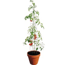 Tomatenpflanze mit Rankhilfe in einem Topf