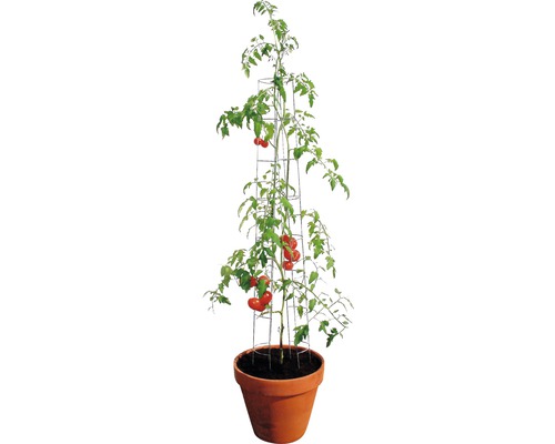 Tomatenpflanze mit Rankhilfe in einem Topf