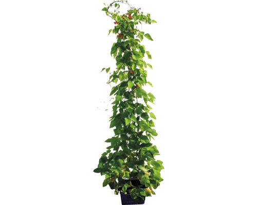 Feuerbohne in einem Topf mit Kletterhilfe