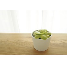 Fettkraut Pflanze im Topf auf einem Holztisch