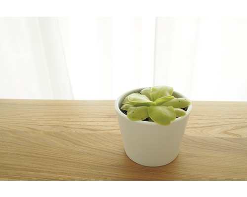 Fettkraut Pflanze im Topf auf einem Holztisch