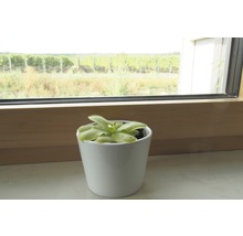 Fettkraut Pflanze in weißem Topf auf Fensterbank