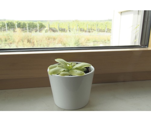 Fettkraut Pflanze in weißem Topf auf Fensterbank