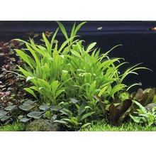 Hygrophila costata