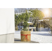 Zypresse im Topf mit Schleife im Wintergarten.