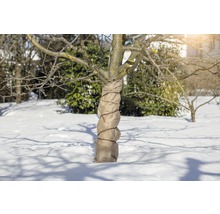 Baumstamm mit Winterschutzmanschette im Schnee