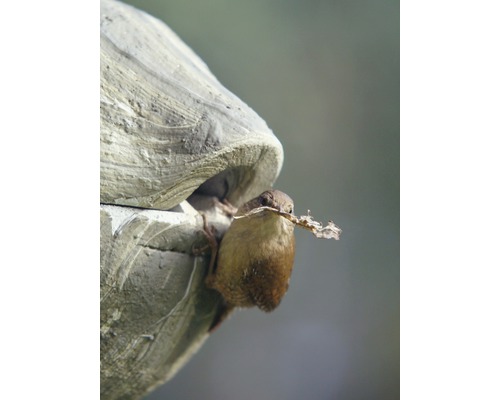 Zaunkönig mit Nistmaterial am Nistkasten