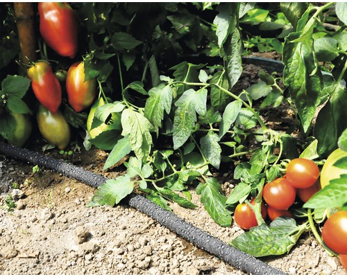 Tomatenpflanzen mit Tropfschlauch zur Bewässerung im Garten