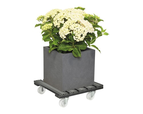 Blumenkübel mit Hortensien auf Rollbrett