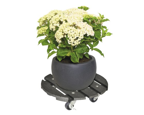 Hortensie in Topf auf Pflanzenroller