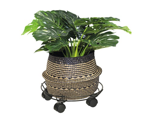 Monstera Pflanze in einem geflochtenen Korb auf einem Pflanzenroller.