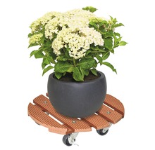 Hortensie im Topf auf einem Pflanzenroller aus Holz mit Rollen