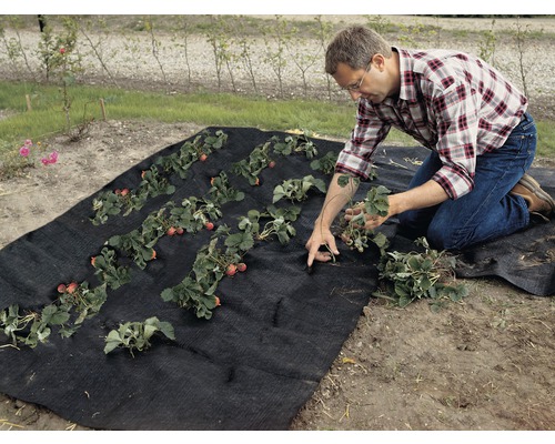 Ein Mann pflanzt Erdbeerpflanzen auf einem Unkrautvlies im Garten.