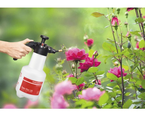 Eine Person benutzt eine Drucksprühflasche der Marke Birchmeier, um Rosen zu besprühen.