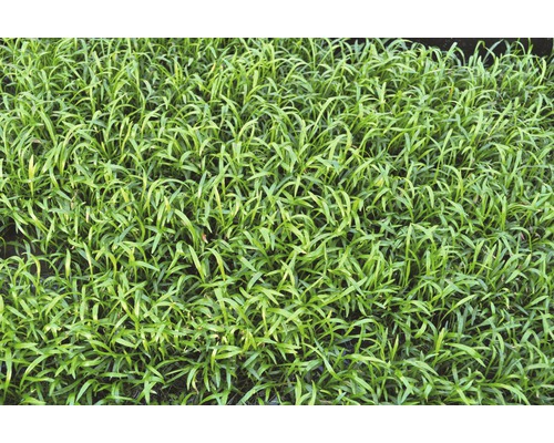 Nahaufnahme von Grasnarbe