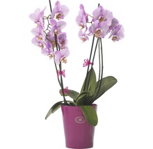 Orchideen Clip Fleury Schmetterling, brombeer-thumb-1