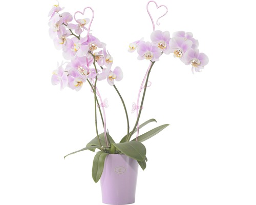 Orchidee in Topf mit Herzdekoration