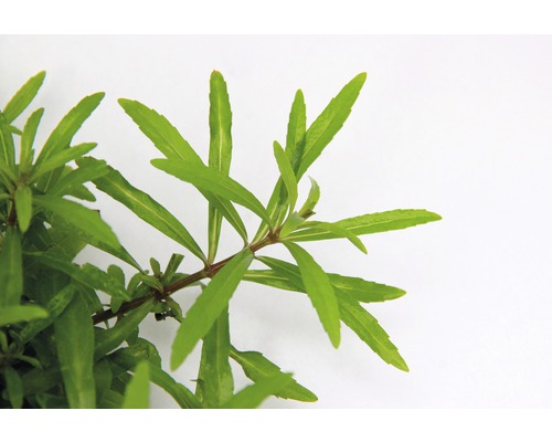 Wasserpest mit grünen Blättern für Aquarien