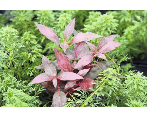 Wasserpflanze mit roten Blättern zwischen grünen Pflanzen