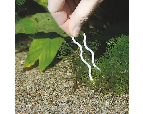 Aquariumpflanzen mit Pflanzenklammern im Kies fixiert