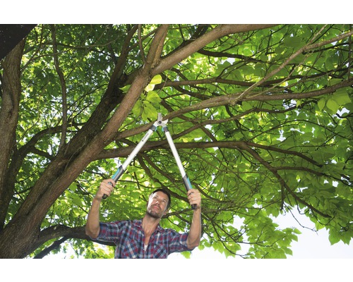 Mann schneidet Äste mit einer Astschere im Baum