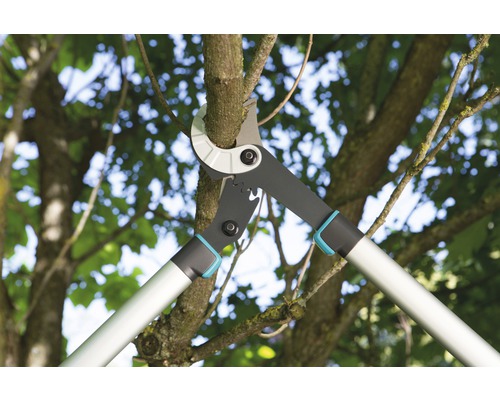 Astschere schneidet einen Ast