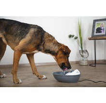 Ein Hund trinkt aus einem grauen und weißen Trinkbrunnen für Haustiere