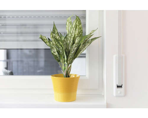 Dieffenbachie in gelbem Topf auf einer Fensterbank