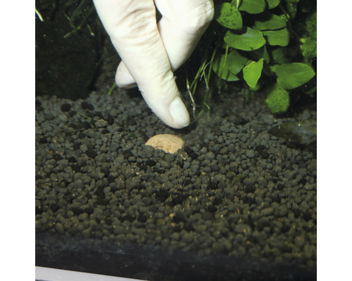 Aquarienszene mit Bodengrund, Wasserpflanzen und Düngekugel