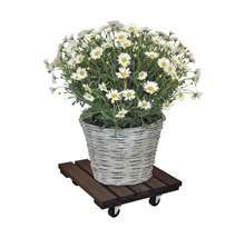 Pflanzenroller WagnerSystem Kiefer 38x38 cm Tragkraft 150 kg braun