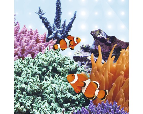 Aquarium mit Clownfischen und Korallen