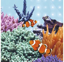 Aquarium mit Clownfischen und Korallen