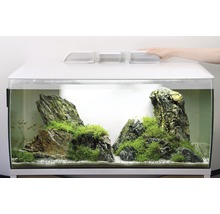 Aquarium mit Steinen und Pflanzen dekoriert