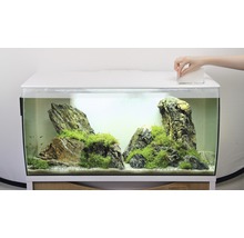 Eingerichtetes Aquarium mit Abdeckung und Dekoration