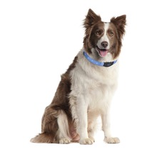 Ein Border Collie Hund mit einem Hundehalsband
