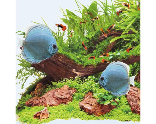 Aquarium mit Diskussen, Guppys, Wurzeln und Pflanzen