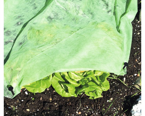 Gemüsebeet mit Gartenvlies und Salatpflanzen