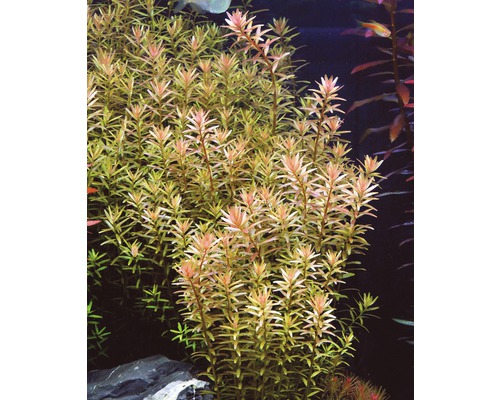 Aquariumpflanze mit kleinen Blättern