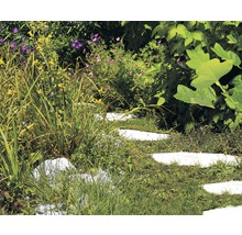 Gartenweg aus Trittsteinen mit üppiger Bepflanzung