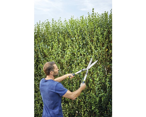 Mann schneidet Hecke mit Heckenschere