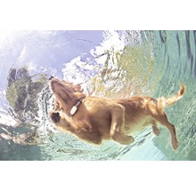 GPS Tracker Greta