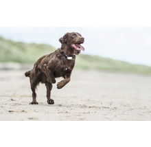 GPS Tracker Greta