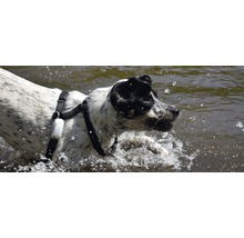 Hund mit Geschirr im Wasser